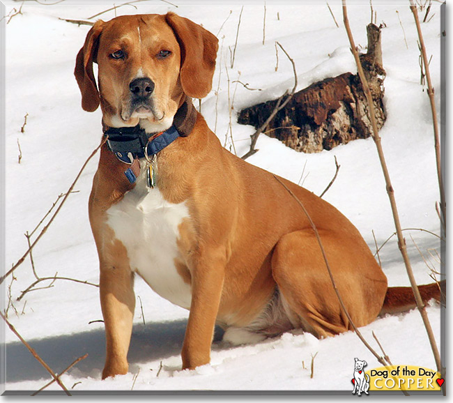 Copper, the Dog of the Day