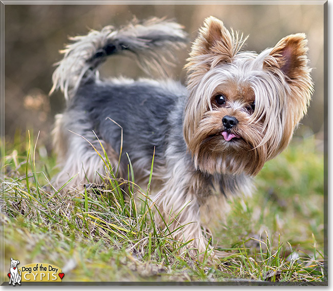 Cypis, the Dog of the Day