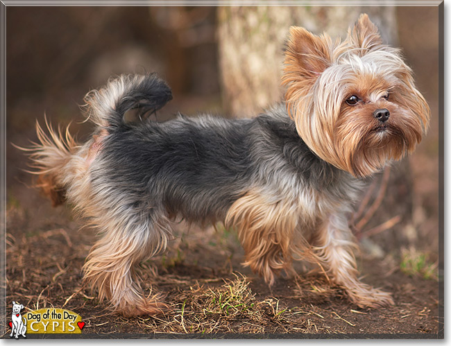 Cypis, the Dog of the Day