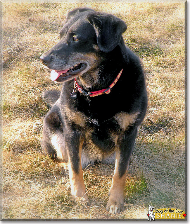 Shanie, the Dog of the Day