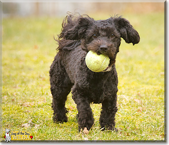 Wilda, the Dog of the Day