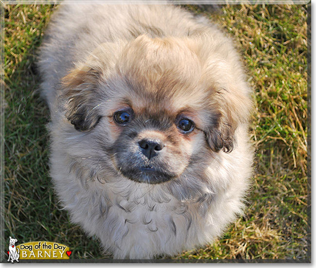 Barney, the Dog of the Day