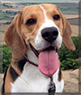 Craig the Beagle