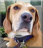 Copper the Labrador, Coonhound mix