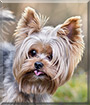 Cypis the Yorkshire Terrier