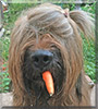 Aiolos the Briard