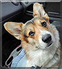 Atlas the Pembroke Welsh Corgi