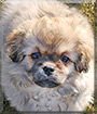 Barney the Tibetan Spaniel