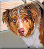 Twix the Australian Shepherd