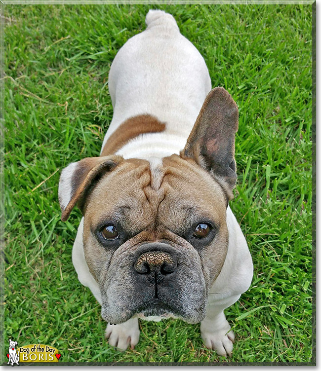 Boris, the Dog of the Day