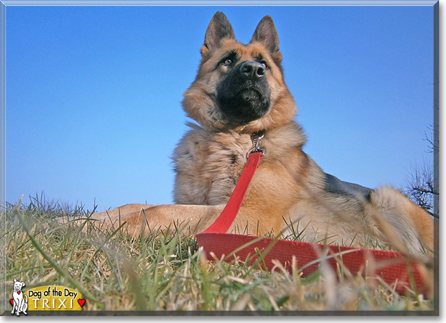 Trixi, the Dog of the Day