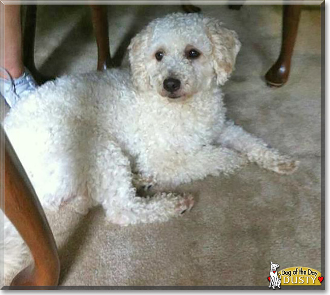 Dusty, the Cocker Spaniel/Poodle mix  Dog of the Day