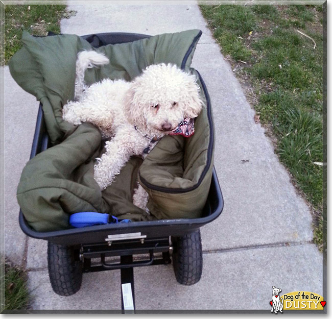 Dusty, the Cocker Spaniel/Poodle mix  Dog of the Day