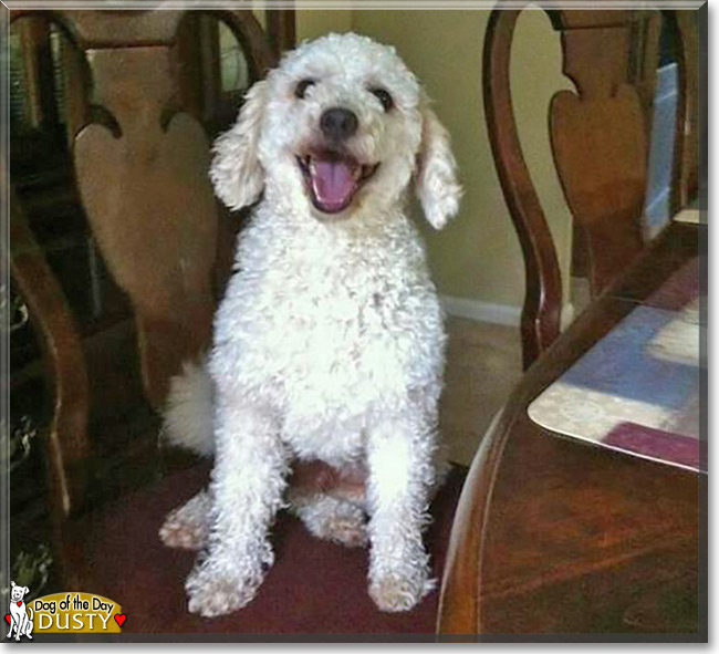 Dusty, the Cocker Spaniel/Poodle mix  Dog of the Day