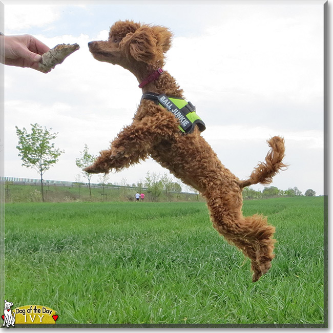 Ivy, the Miniature Poodle Dog of the Day