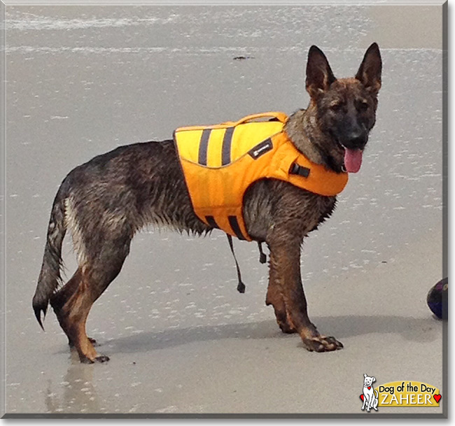 Zaheer, the German Shepherd Dog Dog of the Day