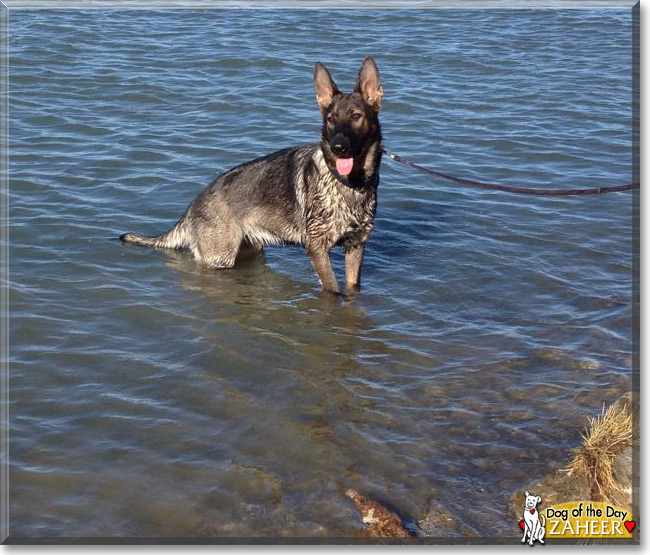 Zaheer, the German Shepherd Dog Dog of the Day