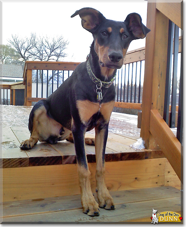 Dunn, the Doberman Pinscher Dog of the Day