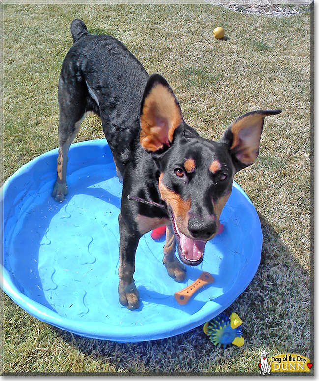 Dunn, the Doberman Pinscher Dog of the Day