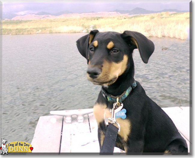 Dunn, the Doberman Pinscher Dog of the Day