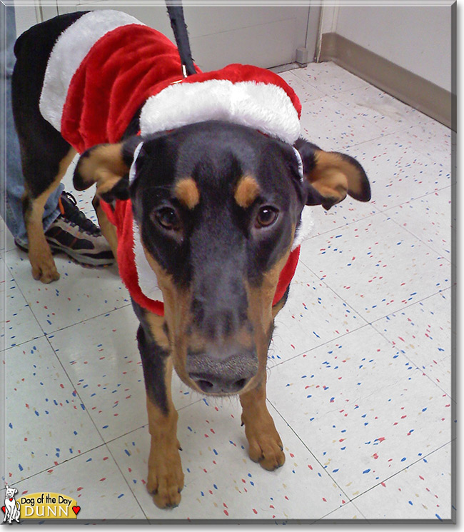 Dunn, the Doberman Pinscher Dog of the Day