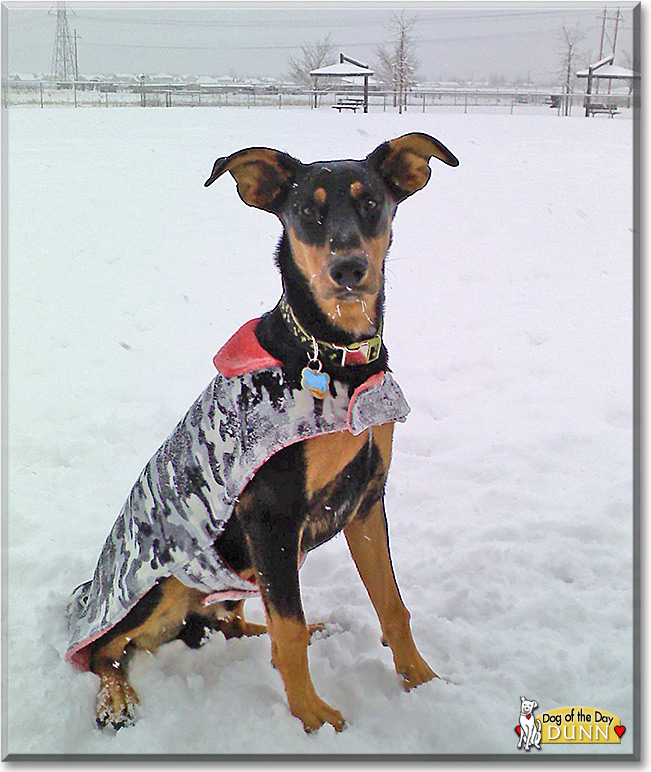 Dunn, the Doberman Pinscher Dog of the Day