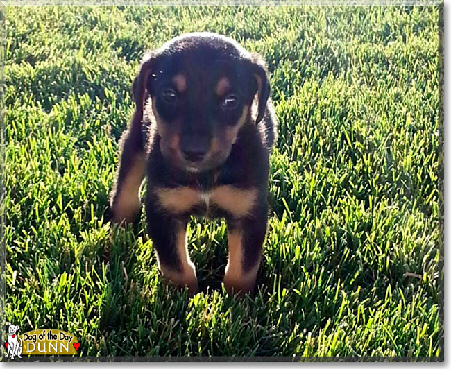 Dunn, the Doberman Pinscher Dog of the Day