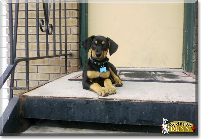 Dunn, the Doberman Pinscher Dog of the Day