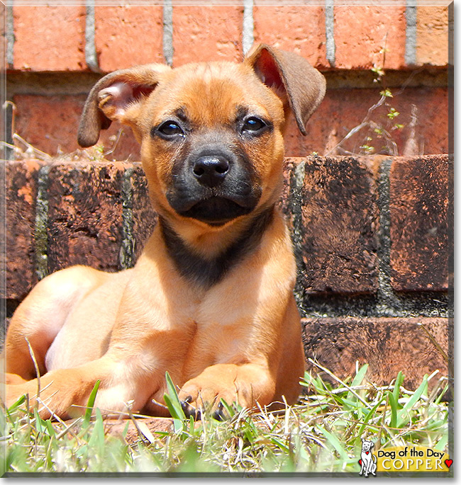 Copper, the Labrador Mix Dog of the Day