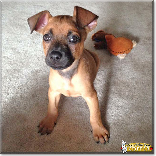 Copper, the Labrador Mix Dog of the Day