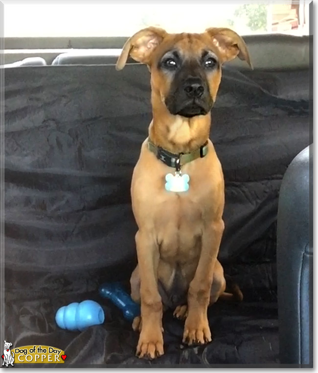 Copper, the Labrador Mix Dog of the Day