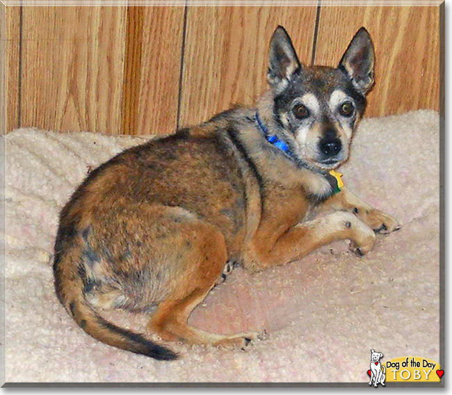 Toby, the Terrier Mix Dog of the Day