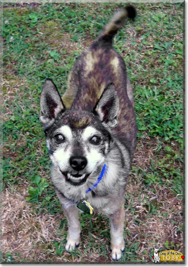 Toby, the Terrier Mix Dog of the Day