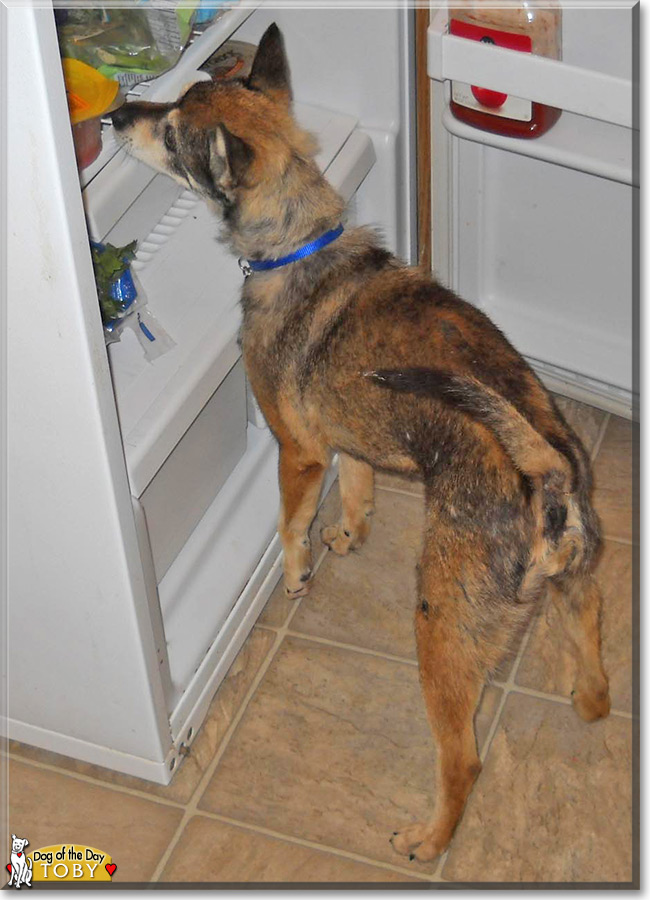 Toby, the Terrier Mix Dog of the Day