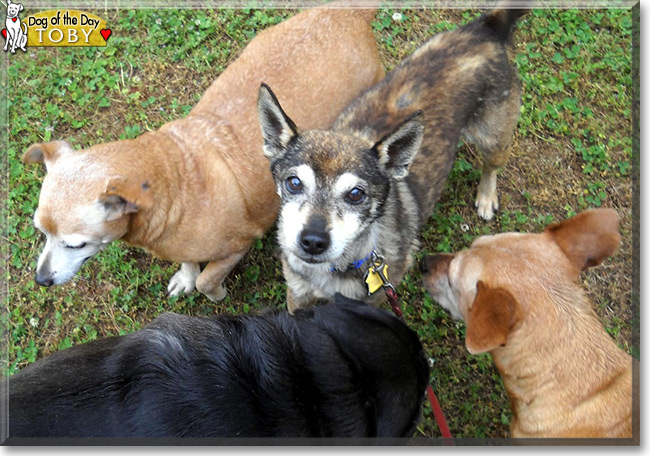 Toby, the Terrier Mix Dog of the Day