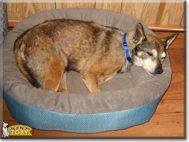 Toby, the Terrier Mix Dog of the Day