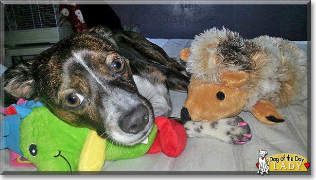 Lady, the Dachshund, Boston Terrier, Beagle Mix Dog of the Day