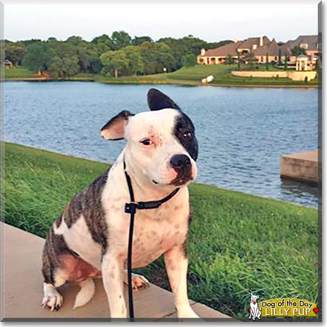 Lilly Pup, the Pitbull Mix   Dog of the Day