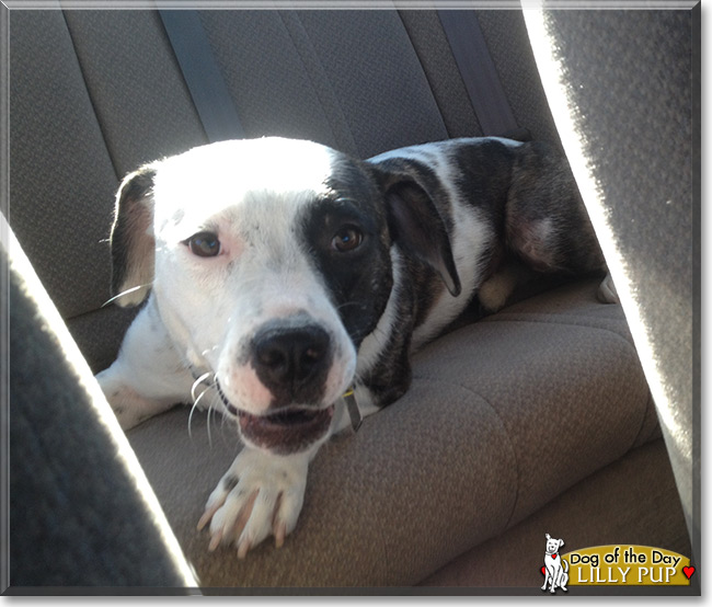 Lilly Pup, the Pitbull Mix Dog of the Day