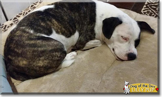 Lilly Pup, the Pitbull Mix Dog of the Day