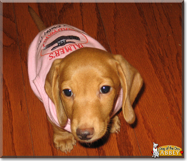 Abbey Road, the Miniature Dachshund Dog of the Day