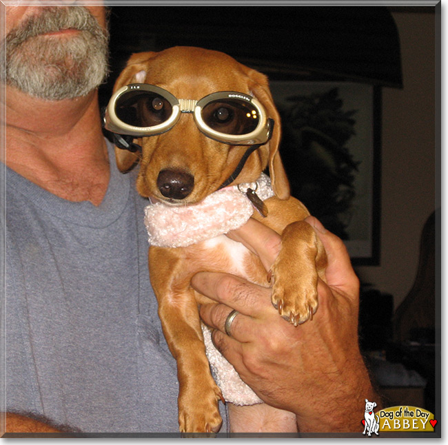 Abbey Road, the Miniature Dachshund Dog of the Day