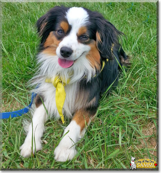 Sammi the Miniature Australian Shepherd, the Dog of the Day