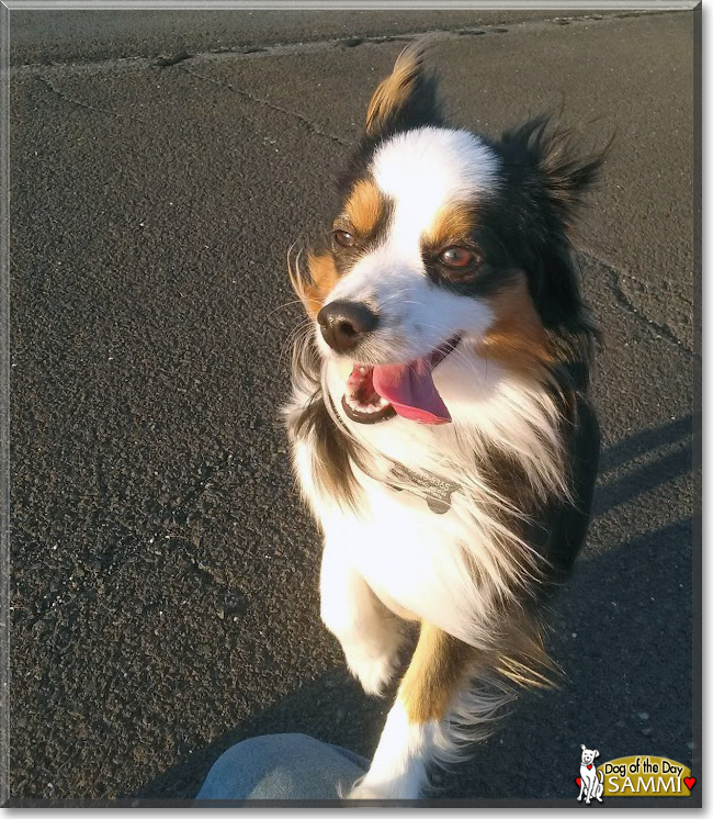 Sammi the Miniature Australian Shepherd, the Dog of the Day