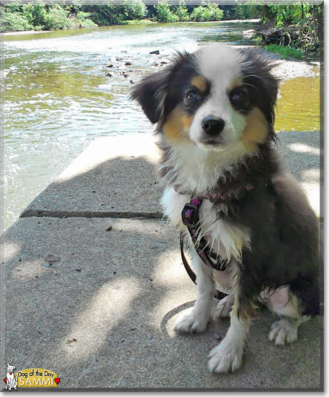 Sammi the Miniature Australian Shepherd, the Dog of the Day