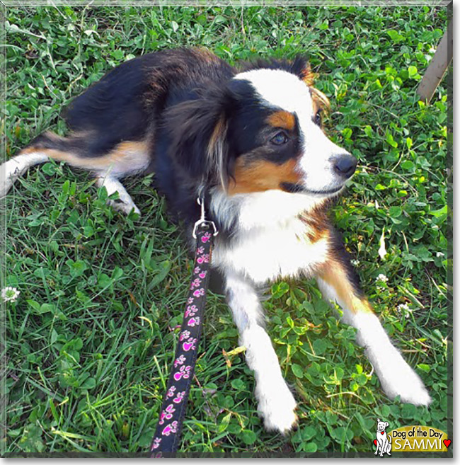 Sammi the Miniature Australian Shepherd, the Dog of the Day