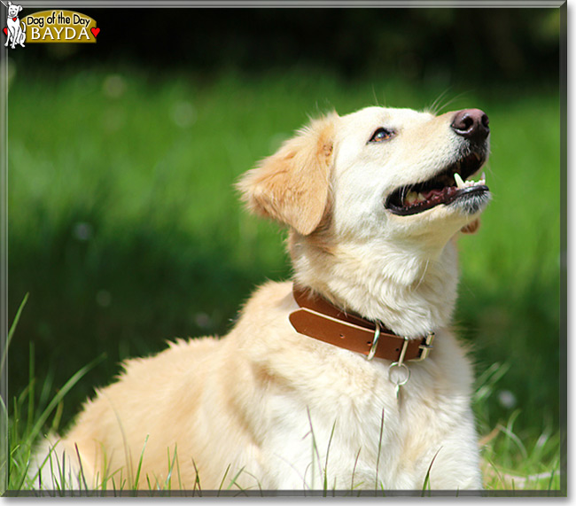 Bayda the Golden Retriever Mix, the Dog of the Day