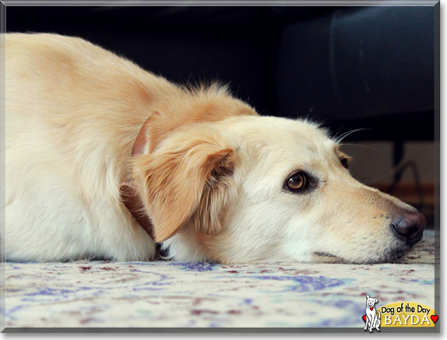 Bayda the Golden Retriever Mix, the Dog of the Day