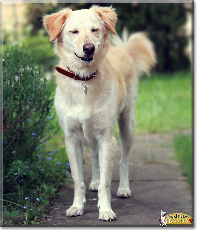 Bayda the Golden Retriever Mix, the Dog of the Day