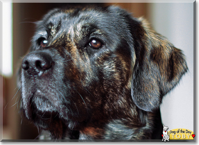 Toby the Golden Retriever/Labrador mix, the Dog of the Day